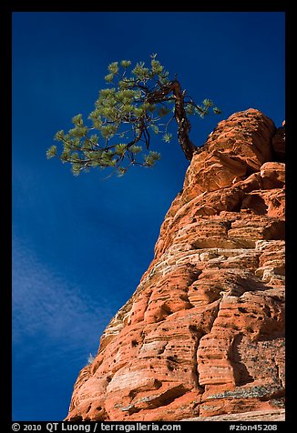 Tree growing out of twisted sandstone, Zion Plateau. Zion National Park (color)