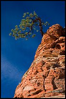 Tree growing out of twisted sandstone, Zion Plateau. Zion National Park, Utah, USA.