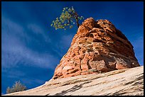 Twisted sandstone formation topped by tree. Zion National Park, Utah, USA.