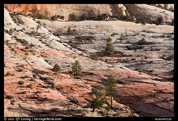 Trees growing out of sandstone slabs, Zion Plateau. Zion National Park, Utah, USA.