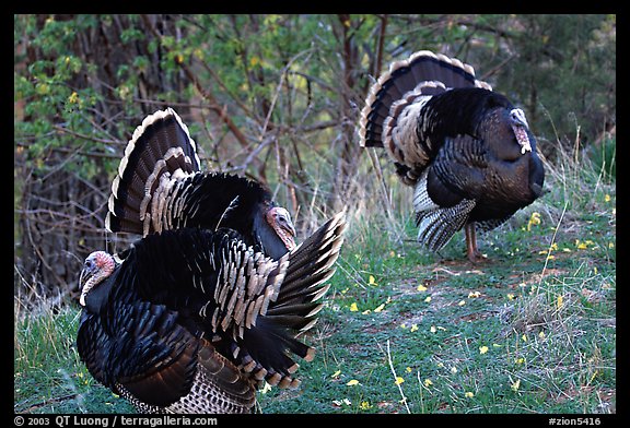 Wild Turkeys. Zion National Park (color)