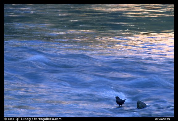 Bird, water flowing, reflections from cliffs. Zion National Park (color)