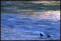 Bird, water flowing, reflections from cliffs. Zion National Park ( color)