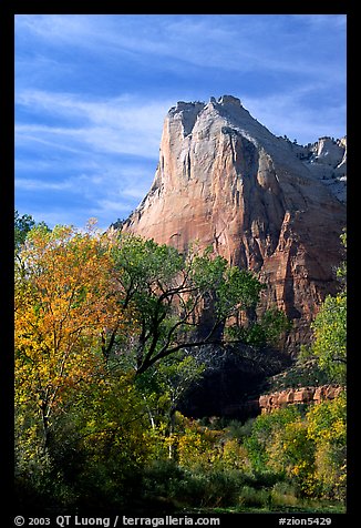 Trees in autumn foliage and Court of the Patriarchs, mid-day. Zion National Park, Utah, USA.