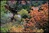 Cliff, waterfall, and trees in fall colors, near the first Emerald Pool. Zion National Park, Utah, USA.