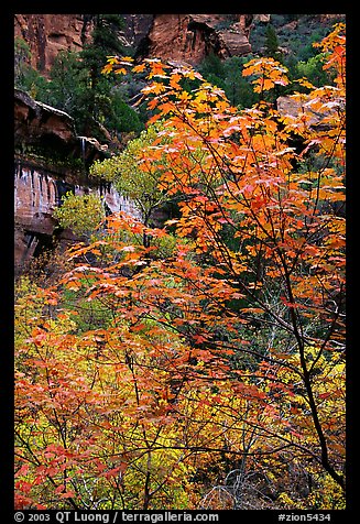 Cliff, waterfall, and trees in fall foliage, near the first Emerald Pool. Zion National Park, Utah, USA.