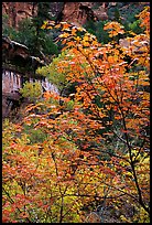 Cliff, waterfall, and trees in fall foliage, near the first Emerald Pool. Zion National Park, Utah, USA. (color)