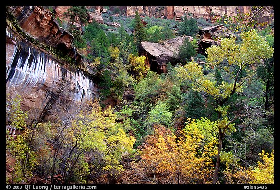 Sandstone cliff, waterfall, and trees in autum colors l. Zion National Park, Utah, USA.