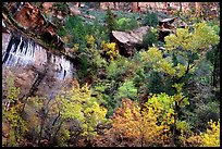 Sandstone cliff, waterfall, and trees in autum colors l. Zion National Park, Utah, USA.