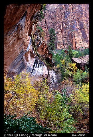 Rock wall and trees in fall colors, near the first Emerald Pool. Zion National Park, Utah, USA.