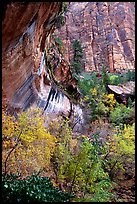 Rock wall and trees in fall colors, near the first Emerald Pool. Zion National Park, Utah, USA.