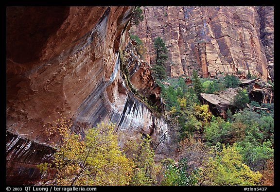 Sandstone cliff and trees in autumn foliage. Zion National Park, Utah, USA.