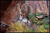 Sandstone cliff and trees in autumn foliage. Zion National Park, Utah, USA. (color)