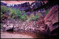 Boulder and cliff above  Third Emerald Pool. Zion National Park, Utah, USA. (color)