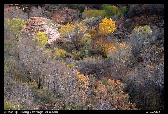 Trees in fall foliage in creek, Finger canyons of the Kolob. Zion National Park, Utah, USA.