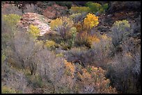 Trees in fall foliage in creek, Finger canyons of the Kolob. Zion National Park, Utah, USA. (color)