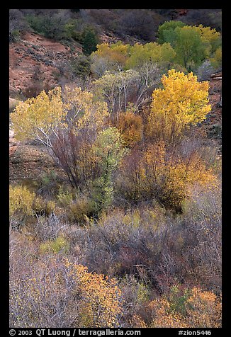 Trees in fall colors in a creek, Finger canyons of the Kolob. Zion National Park, Utah, USA.