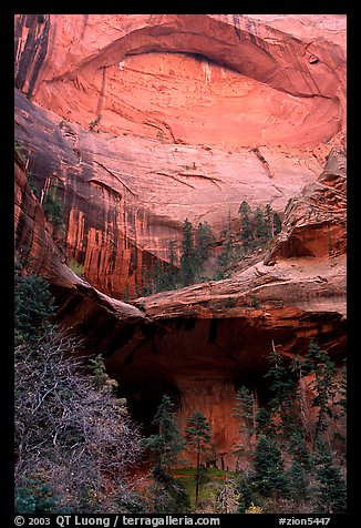 Double Arch Alcove, Middle Fork of Taylor Creek. Zion National Park, Utah, USA.