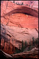 Double Arch Alcove, Middle Fork of Taylor Creek. Zion National Park, Utah, USA.