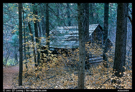 Abandoned historical log cabin, Middle Fork of Taylor Creek. Zion National Park (color)