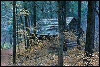 Abandoned historical log cabin, Middle Fork of Taylor Creek. Zion National Park, Utah, USA.