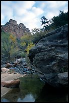 Left Fork of the North Creek. Zion National Park, Utah, USA.