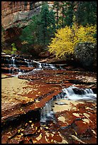 Cascades over terraces, Left Fork of the North Creek. Zion National Park, Utah, USA. (color)