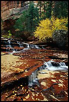 Cascades over terraces, Left Fork of the North Creek. Zion National Park, Utah, USA.