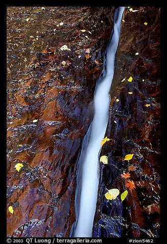 Six inch wide channel where water of Left Fork runs. Zion National Park, Utah, USA.