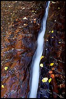 Six inch wide channel where water of Left Fork runs. Zion National Park ( color)