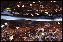 Six inch wide crack channeling all flow of Left Fork of the North Creek. Zion National Park, Utah, USA.