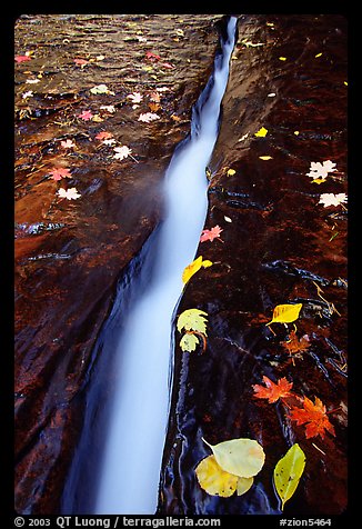 Six inch wide crack where  water of  Left Fork of the North Creek runs. Zion National Park, Utah, USA.