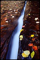 Six inch wide crack where  water of  Left Fork of the North Creek runs. Zion National Park, Utah, USA.