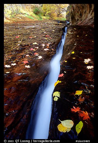 Narrow crack and fallen leaves, Left Fork of the North Creek. Zion National Park (color)