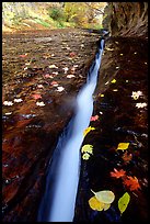 Narrow crack and fallen leaves, Left Fork of the North Creek. Zion National Park, Utah, USA. (color)