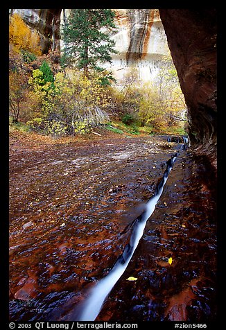 Left Fork of North Creek flowing in six inch wide crack. Zion National Park, Utah, USA.