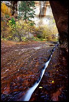 Left Fork of  North Creek flowing in a Six inch wide crack. Zion National Park, Utah, USA. (color)