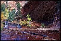 Cascade and alcove, Left Fork of the North Creek. Zion National Park, Utah, USA.