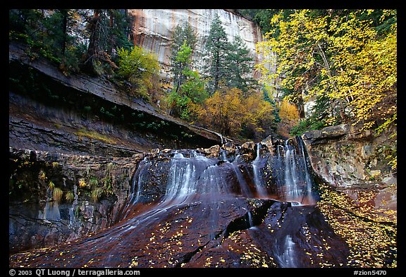 Cascade and tree in autumn foliage, Left Fork of the North Creek. Zion National Park, Utah, USA.