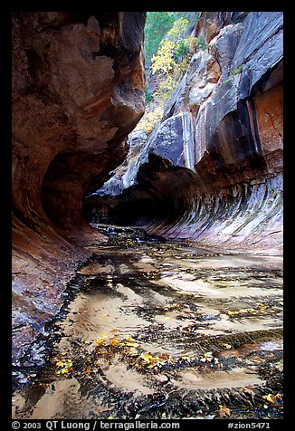 Entrance of the Subway, Left Fork of the North Creek. Zion National Park, Utah, USA.