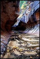 Entrance of the Subway, Left Fork of the North Creek. Zion National Park, Utah, USA.