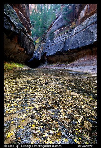 Entrance of the Subway, Left Fork of the North Creek. Zion National Park, Utah, USA.