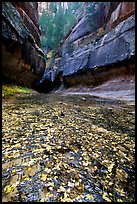 Entrance of the Subway, Left Fork of the North Creek. Zion National Park, Utah, USA.