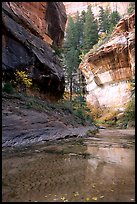 Cliffs near the Subway, Left Fork of the North Creek. Zion National Park, Utah, USA. (color)