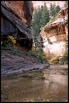 Cliffs near the Subway, Left Fork of the North Creek. Zion National Park, Utah, USA.