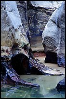 Pools and Rock walls sculptured by fast flowing water,  Subway, Left Fork of  the North Creek. Zion National Park, Utah, USA.