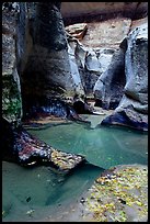 Pools and sculptured sandstone walls, the Subway, Left Fork of the North Creek. Zion National Park, Utah, USA.