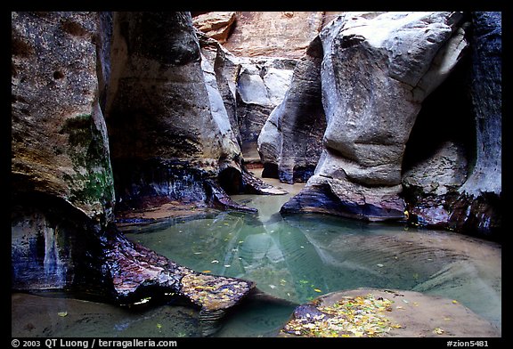 Pools and rock walls sculptured by fast flowing water, the Subway, Left Fork of the North Creek. Zion National Park, Utah, USA.