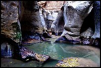 Pools and rock walls sculptured by fast flowing water, the Subway, Left Fork of the North Creek. Zion National Park, Utah, USA.