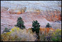 Trees and Checkerboard patterns, Mesa area. Zion National Park, Utah, USA.